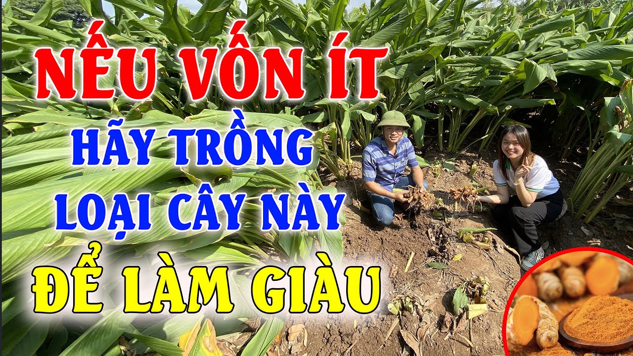 Cách trồng nghệ cho năng suất cao | Làm giàu từ mô hình trồng nghệ đỏ tại Hưng Yên