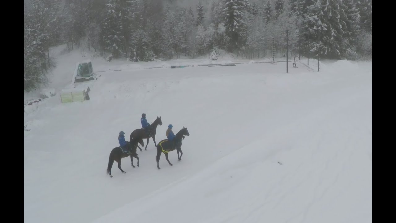 Drone Chasing Horses 2