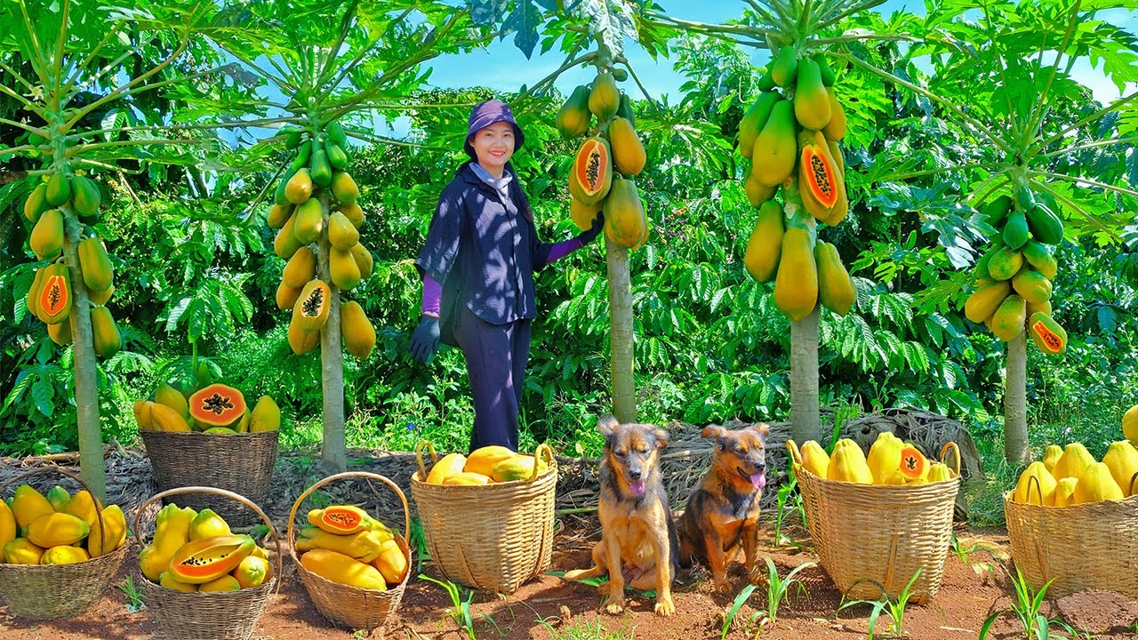 Harvest Ripe Red-Fleshed Papayas To Sell At The Market, Cook, Garden, Raise Livestocks.