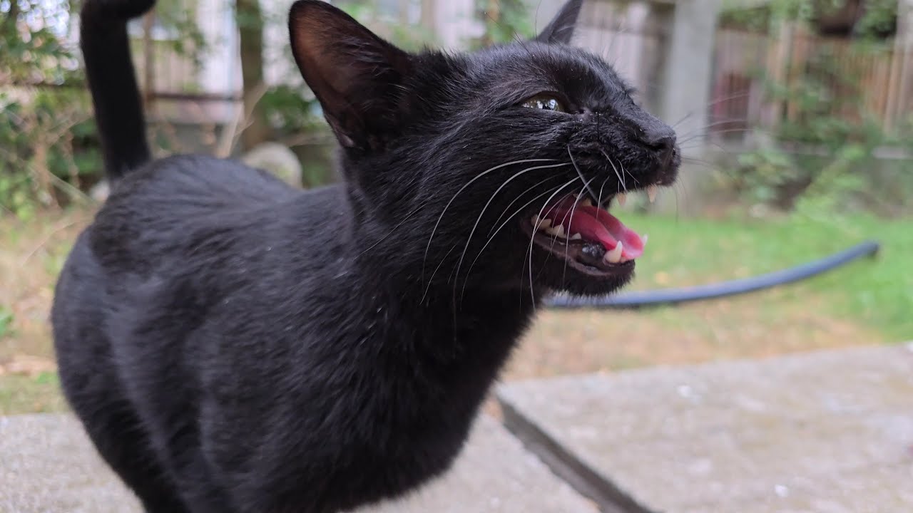 Panther That Hears Our Voice Runs Towards Us at the Speed of Light