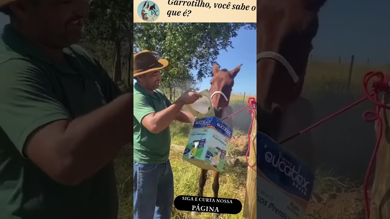 Gripe &eacute;guina, tamb&eacute;m chamada de garrotilho #cavalo #mulas #burros #cavalos