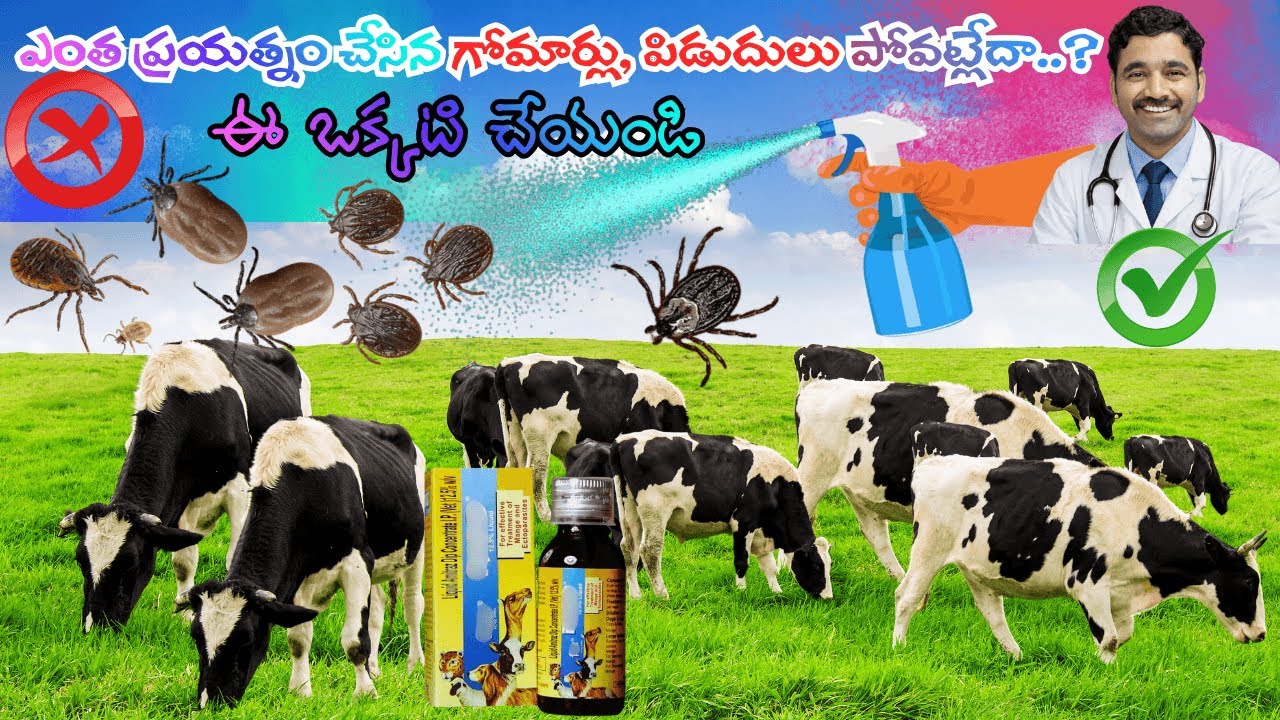 లక్ష గోమార్లను చిటికెలో వదిలించుకొనే సీక్రెట్| The Secret Technique to Removing Ticks,Lice from Cows