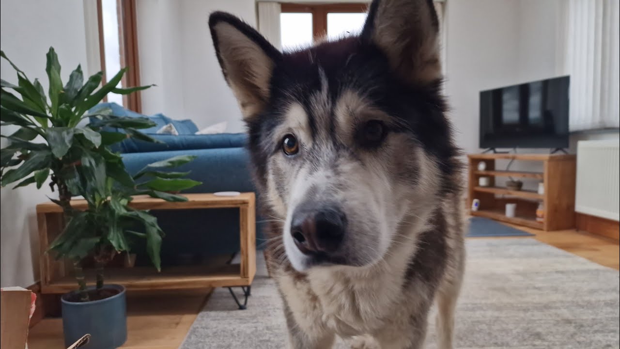 A Very Poorly Dog Comes To Visit