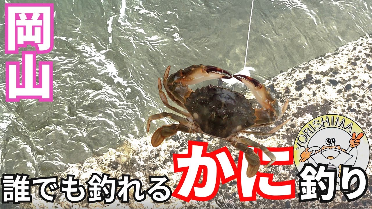【釣り】故郷がカニの特産地らしいから20年ぶりに釣ってみた#釣り #岡山 #岡山グルメ #晴レル家 #かに #カニ #蟹