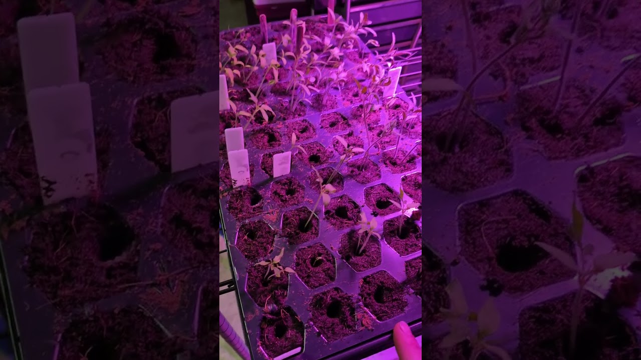 SRS Southern Exotics: Done Not be Afraid To Sprout 