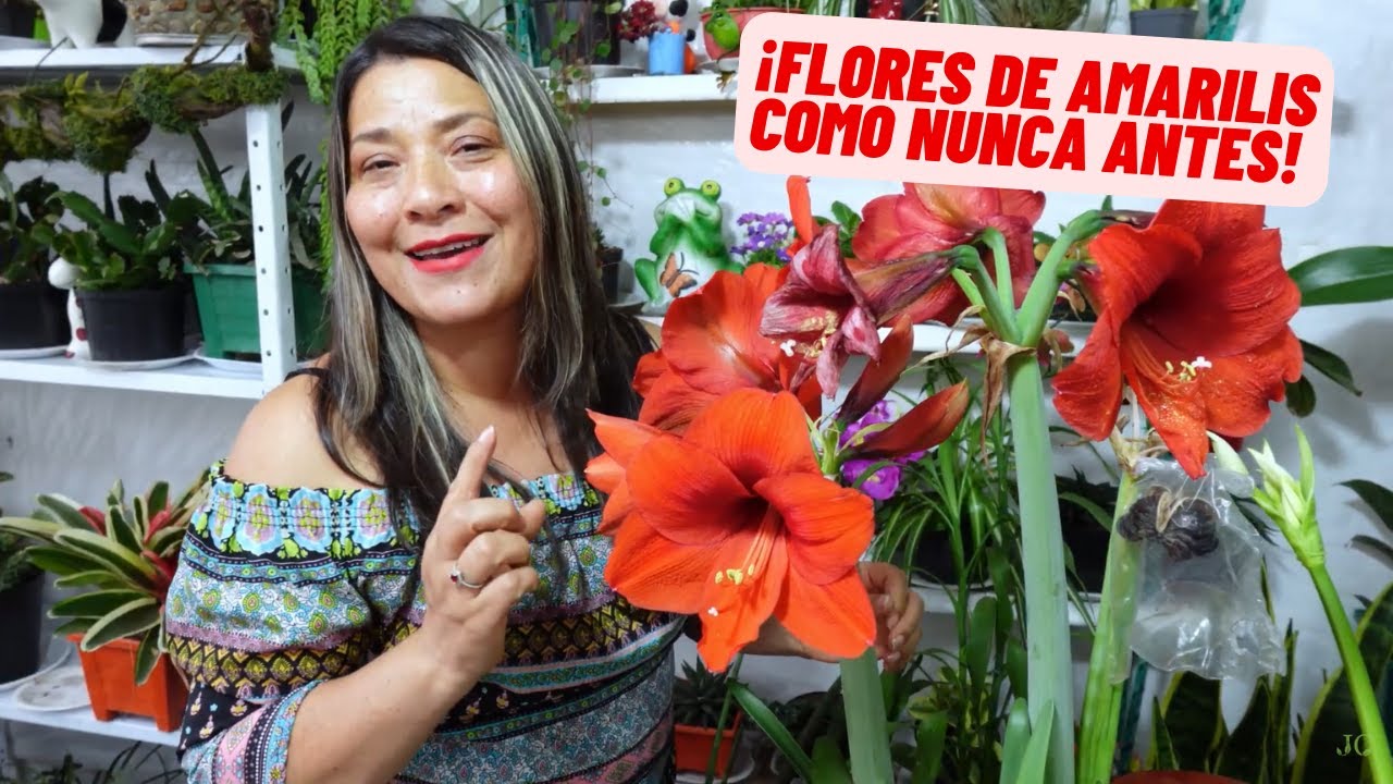 Guía para que Tus Amarilis Nunca Mueran Y Tengan Floración Continua Sin Esfuerzo