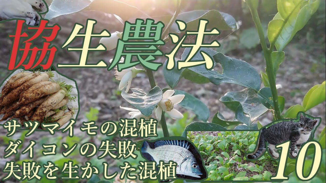 🌱『SDGs農法と自然農』 ０から始める協生農法１０ 🍠サツマイモの混植 🥕ダイコンの失敗 💡失敗を生かした混植