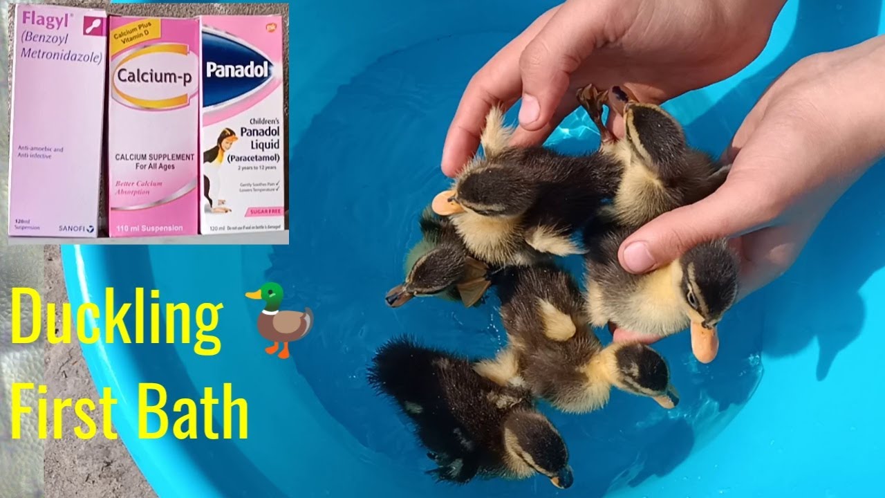 Duck Chicks Ka Liya Medicine A Gai 💊 💉 - 3mbvlogs