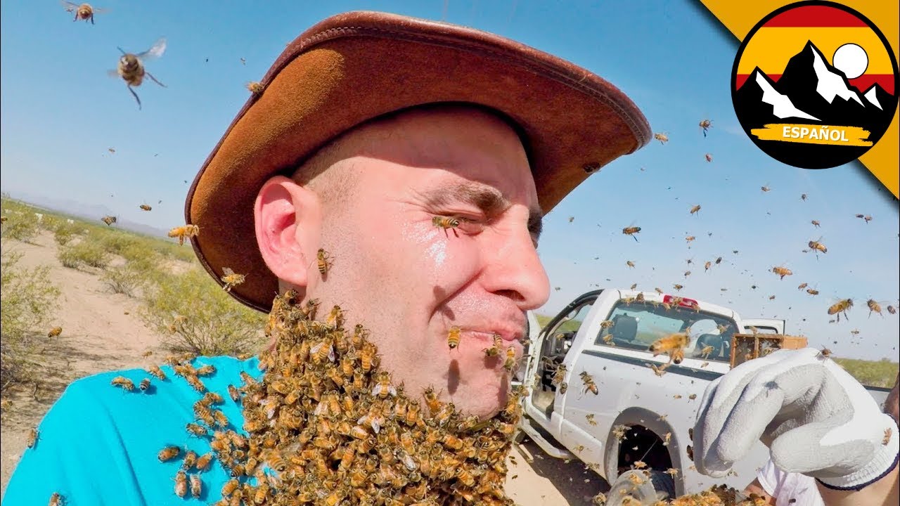 PICADURA DE 1000 ABEJAS | Brave Wilderness Español