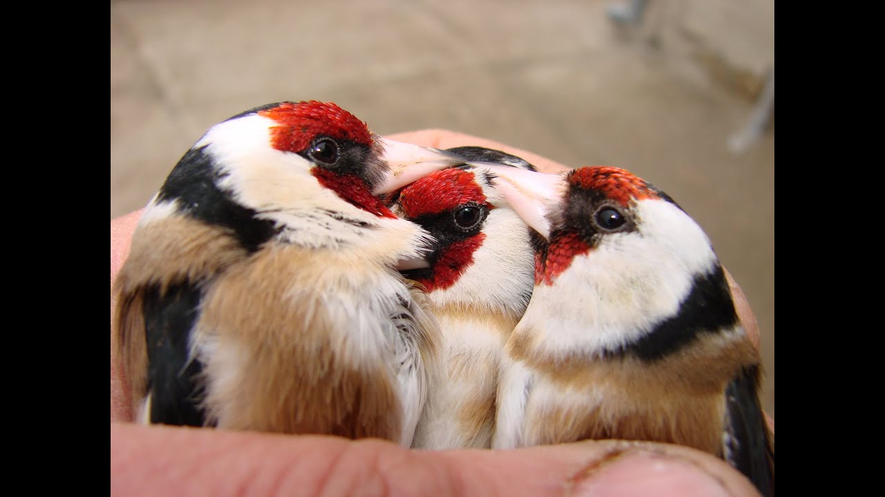 Ловля щегла. Catching goldfinch.