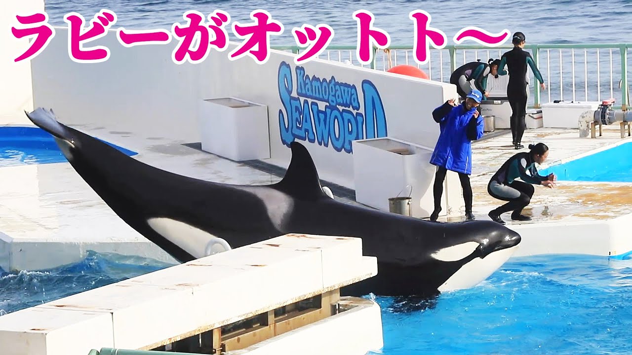 天才シャチ「ラビー」落ちちゃった^^ 鴨川シーワールド シャチショー KamogawaSeaWorld  orca killerwhale