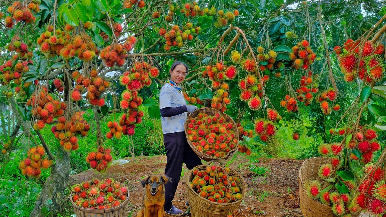Harvest rambutan to sell at the market, cook fragrant rambutan tea, gardening, farming
