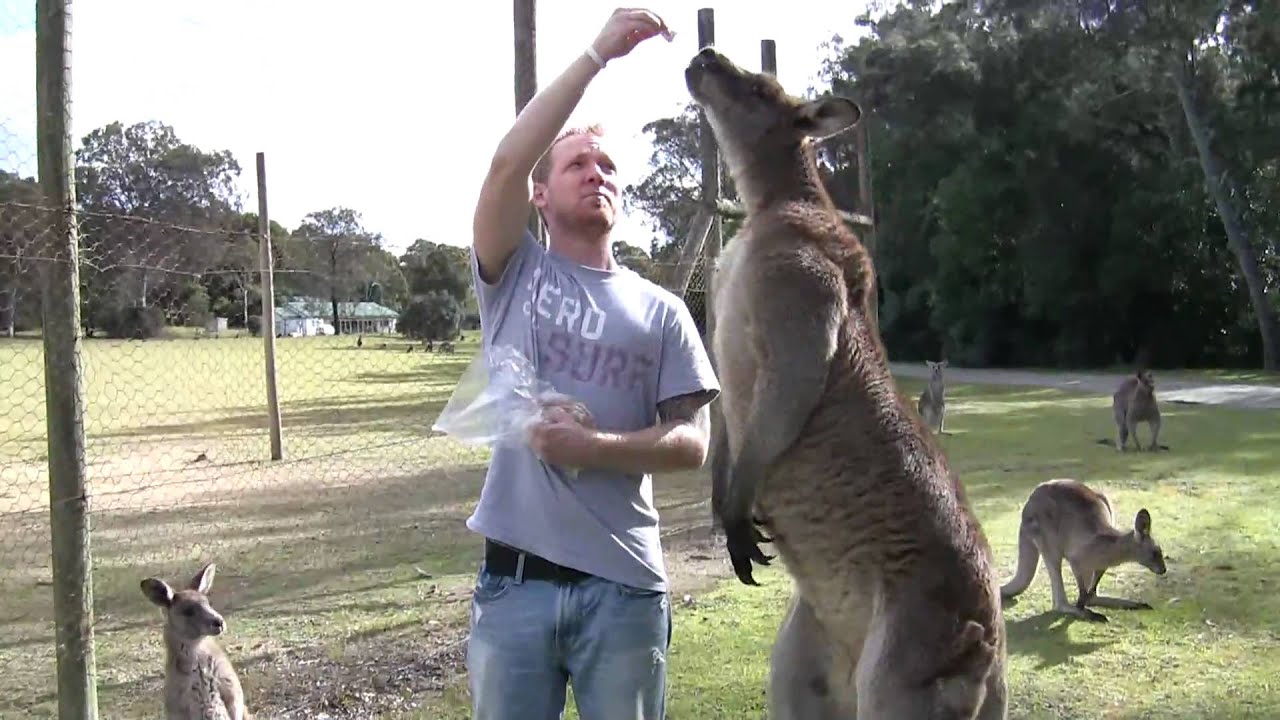 brian feeding a massive kangaroo