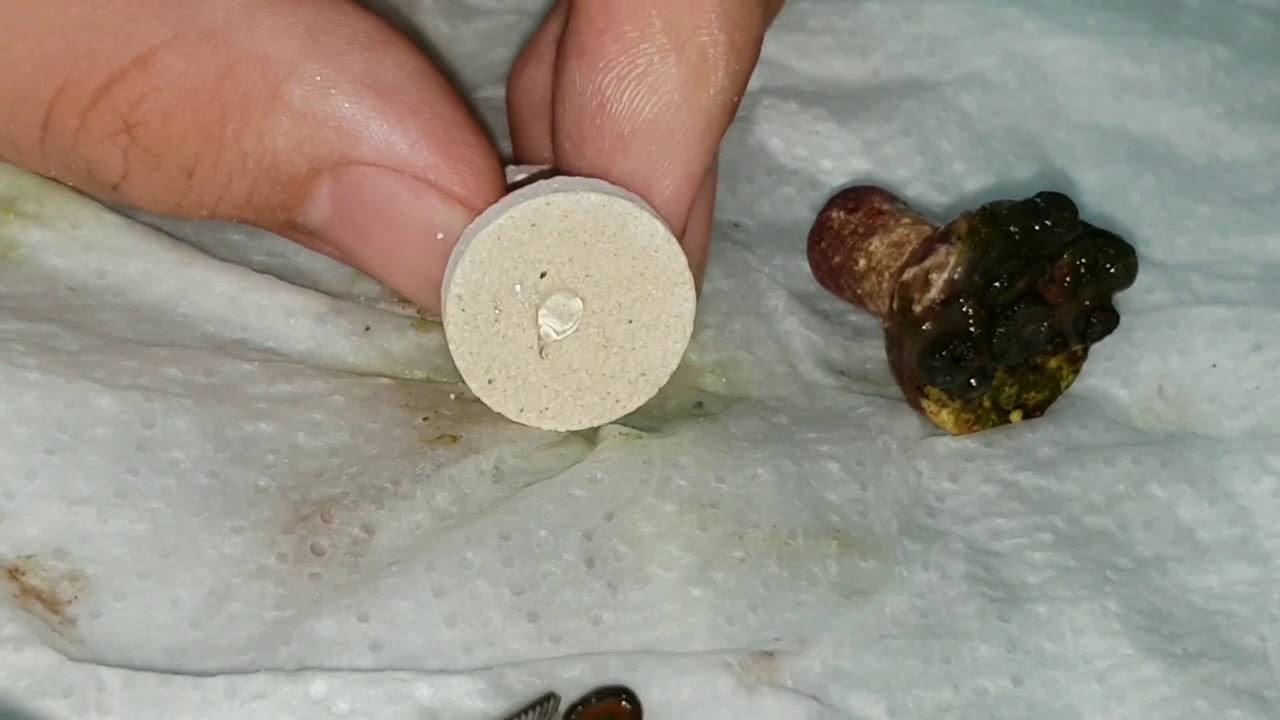 Como esquejar zoanthus