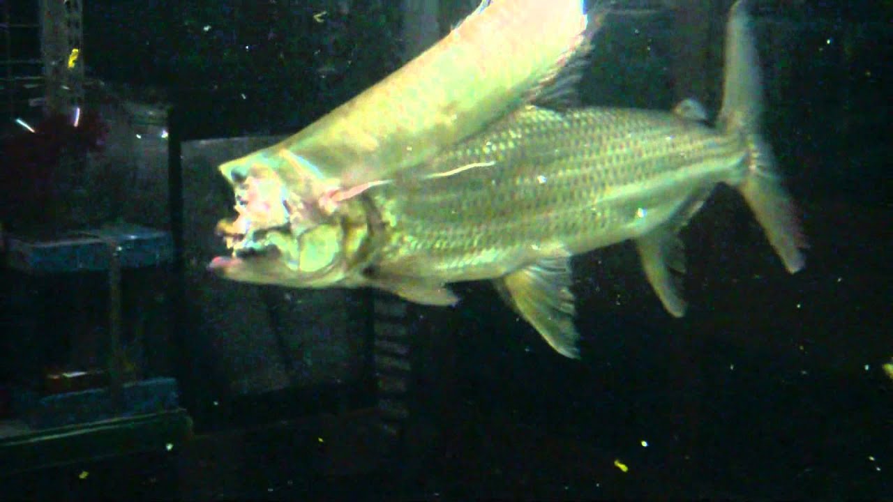 Goliath tiger fish eat silver arowana
