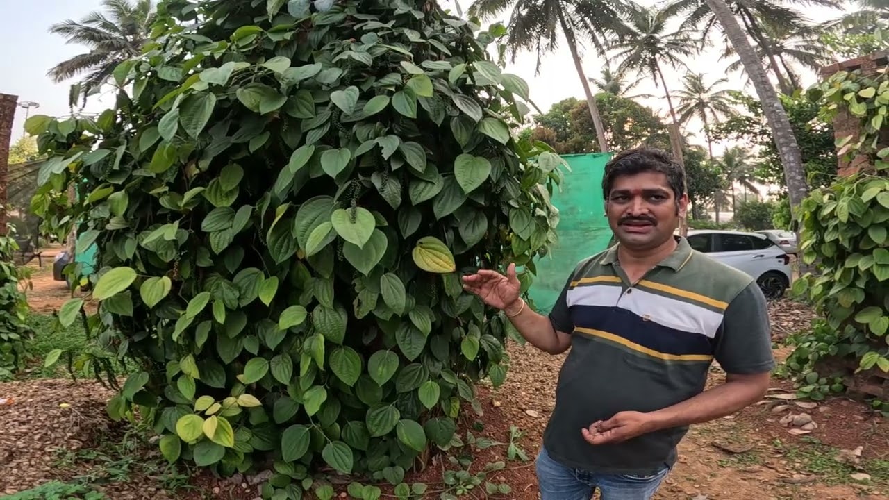 HORTICULTURE PEPPER NURSERY BEST GOVERNMENT NURSERY IN SIDDAPURA