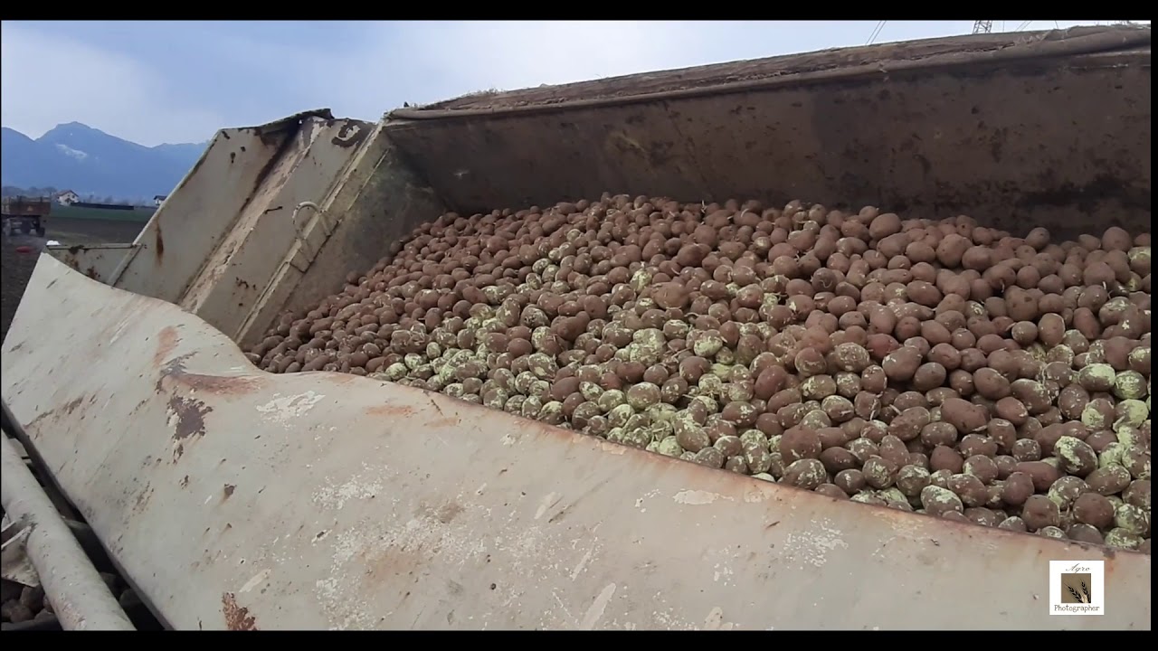 Potato planting/Burgonya ultetes/Plantat cartofi-2020