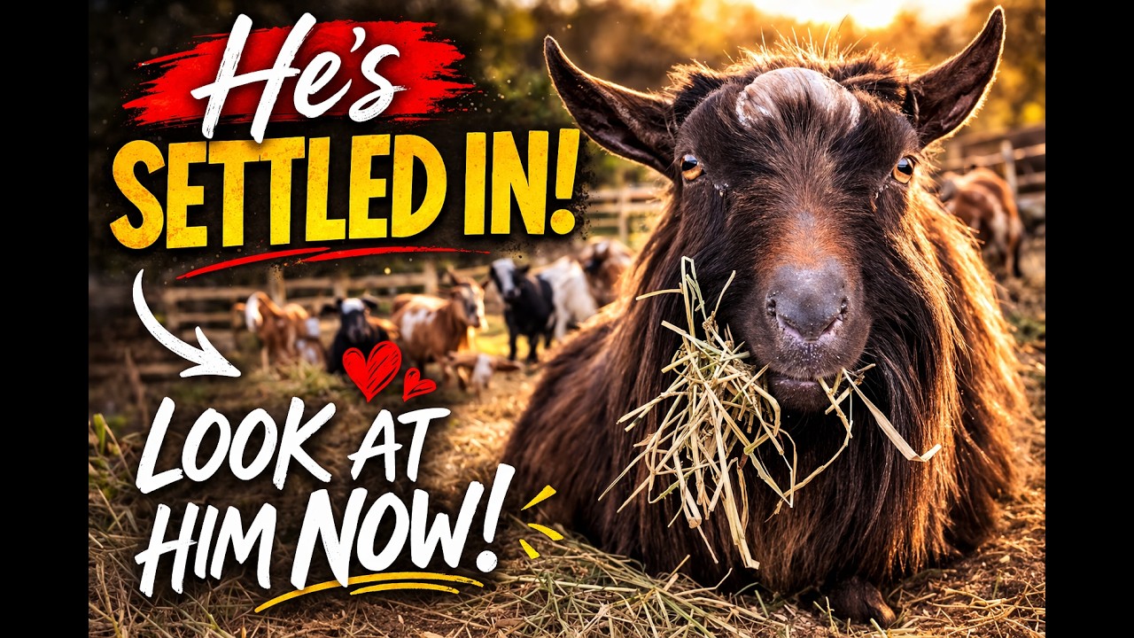 Он официально стал частью стаи 🐐 (Большое обновление)