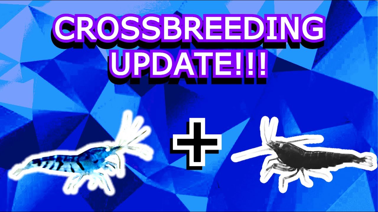 Crossbreeding Update! Orange Eye Blue Tiger Shrimp X Black King Kong Extreme Shrimp
