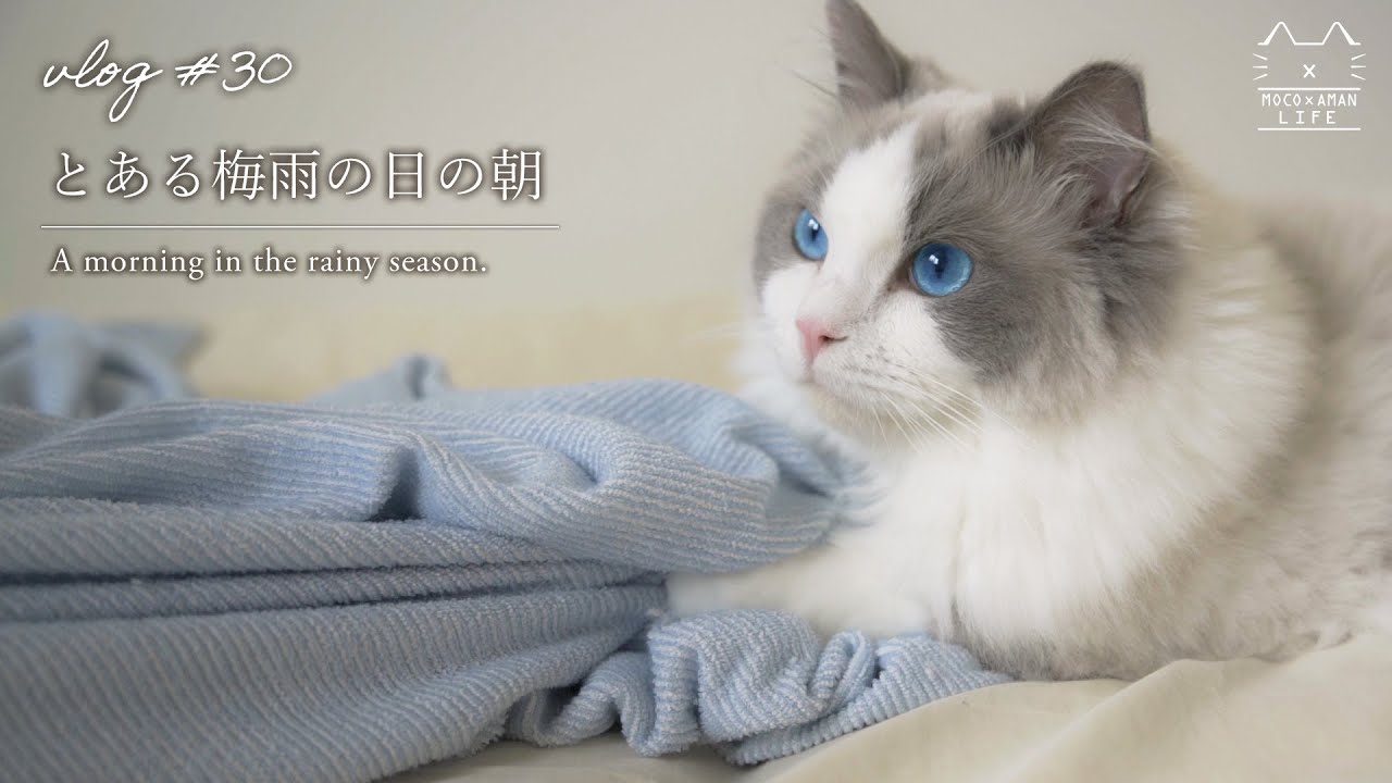 起きてと訴える猫VS寝せてとお願いする人間｜猫のモーニングルーティン【#30】