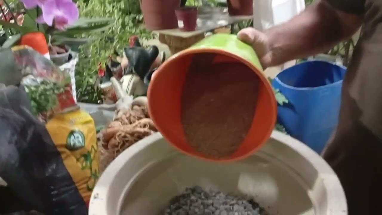 Preparando o substrato para a Rosa Do Deserto !!