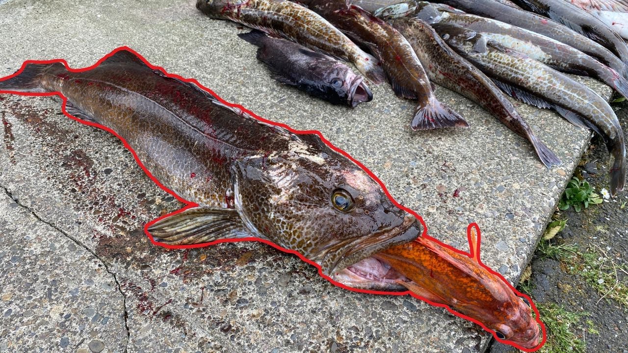 Trophy LingCod Fishing in the Pacific Ocean