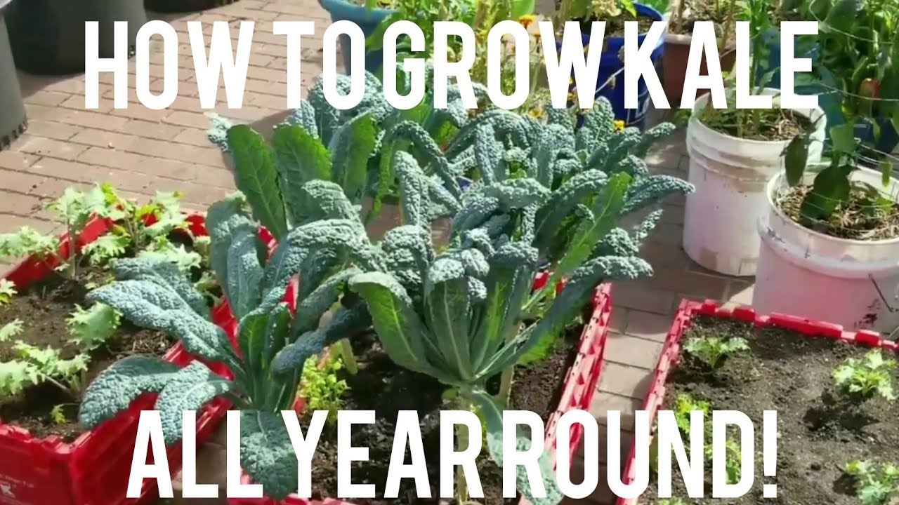 How To Grow Kale All Year Round in Containers / Complete Guide