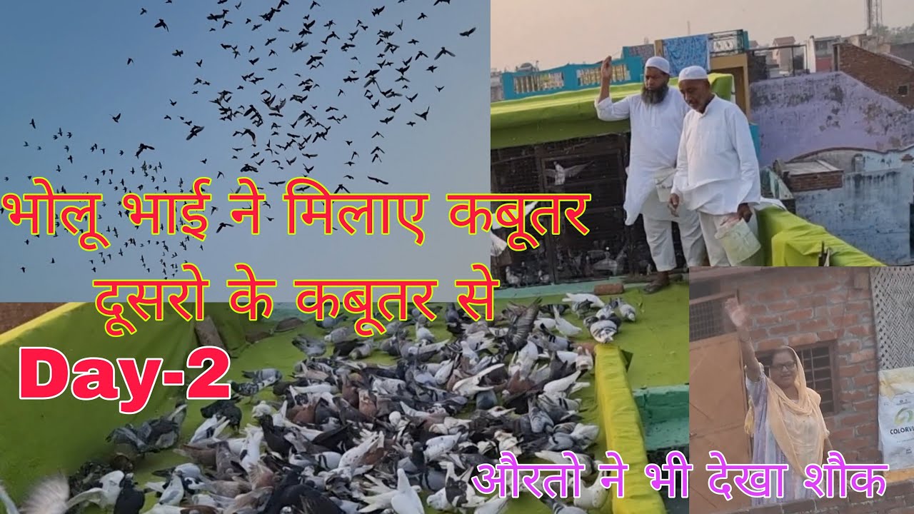 भोलू भाई ने अमरोहा में दूसरे ही दिन 300 कबूतरो की डाल दी कुश्ती दूसरो के कबूतर से। 14-10-2023