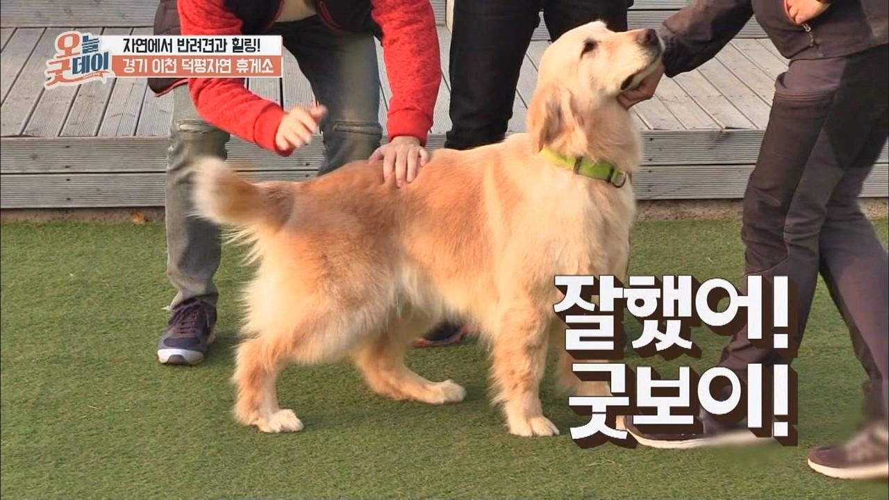[이색 휴게소] 국내 최초 애견테마파크 '이천 덕평자연 휴게소' 오늘, 굿데이 26회