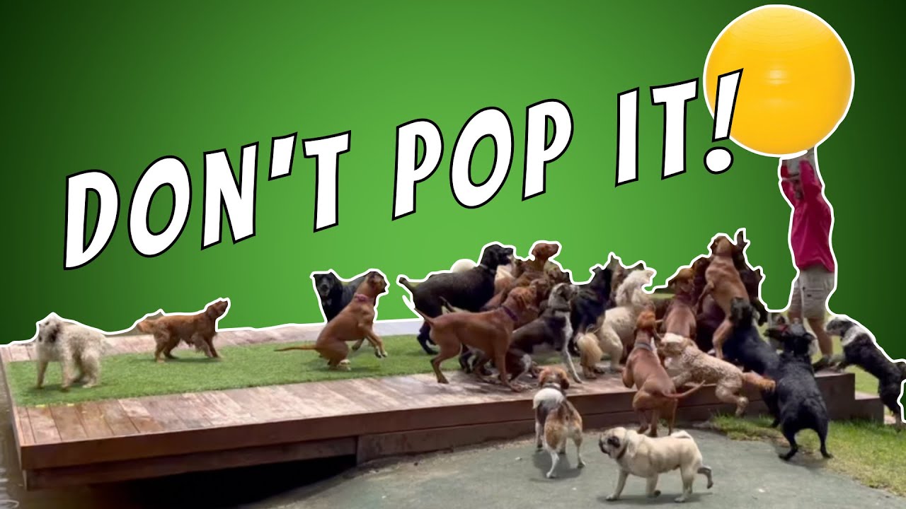 It's every Dog's dream to chase a (GIANT) ball. So we make their dreams come true!