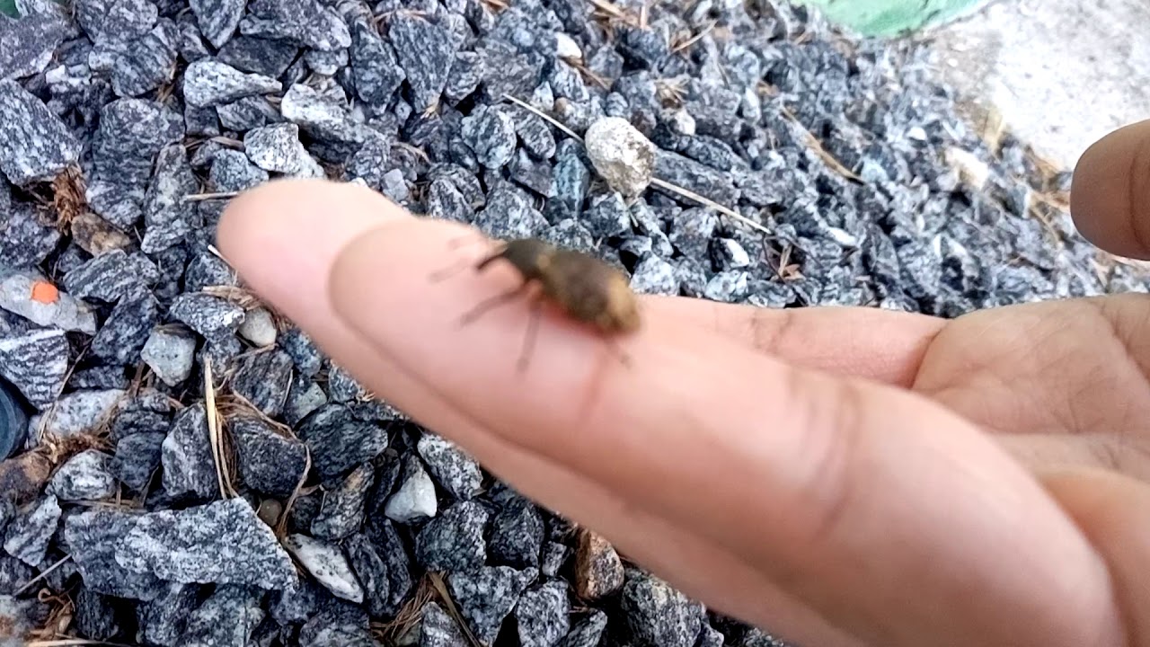 Besourinho de tromba(gorgulho / Curculionidae)