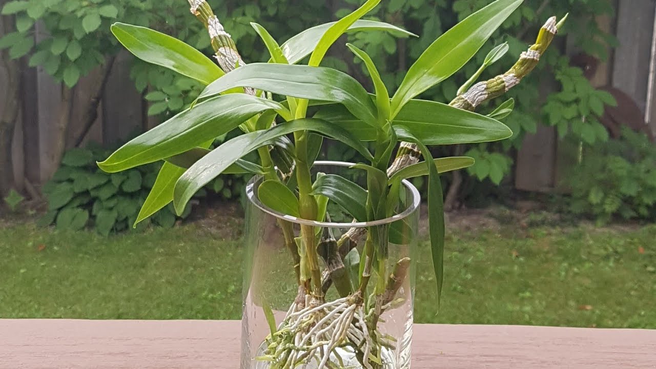 兰花水培－石斛兰顶芽水培六周 Update