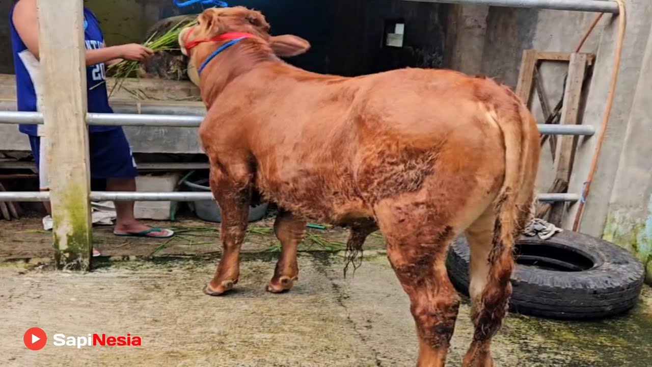 Pusat Grosir Sapi Terbesar !! Ready Banyak Pedet Bibitan Unggul From Riza Andi Farm !!