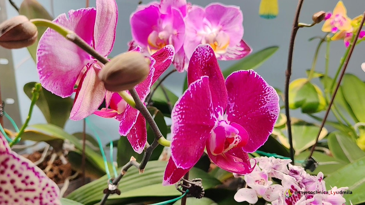 Мои орхидейки ч.2 #orchid #цветущиеорхидеи #flowers #phalaenopsis #сортовыеорхидеи