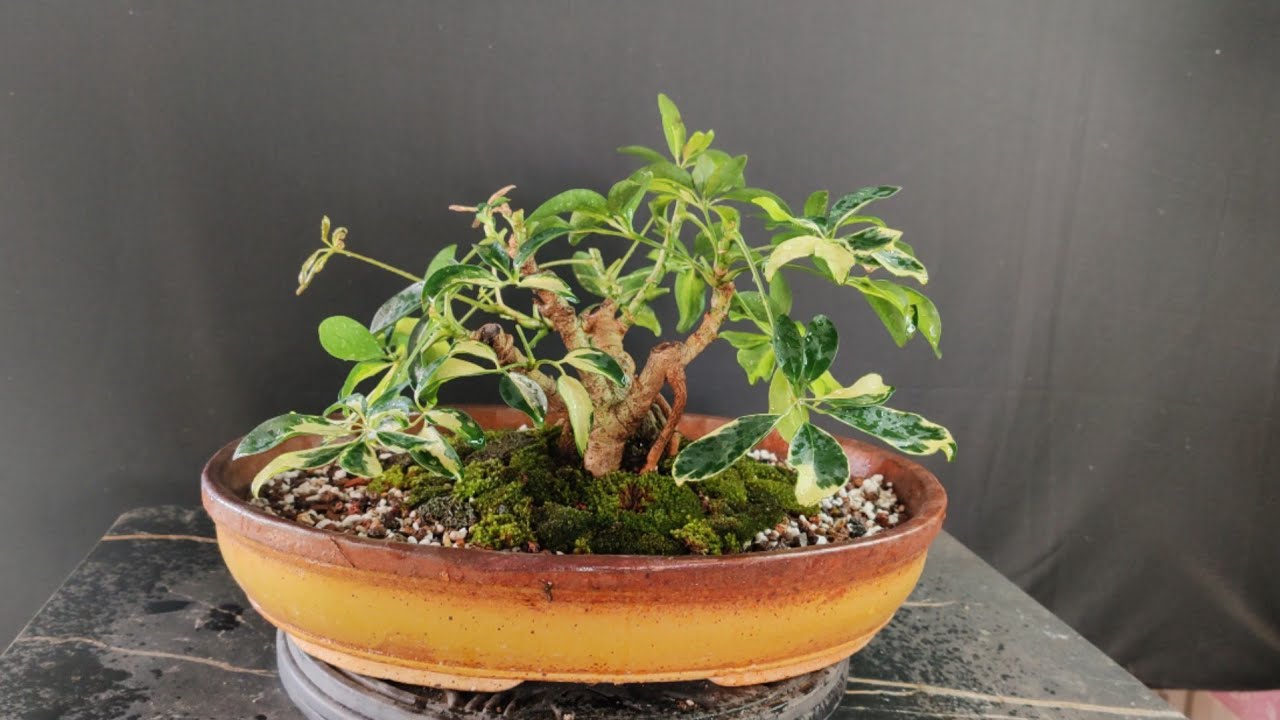 Variegated Schefflera | Branch Pruning | Repotting In a Oval Bonsai Pot
