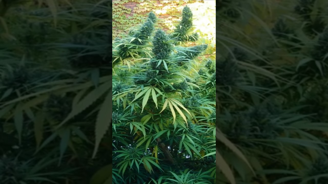 Haz click en el t&iacute;tulo para ver el v&iacute;deo completo ☝🏻 #parati #viral #reel #cannabiseducation #shorts