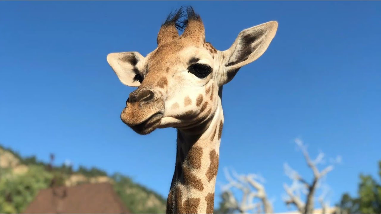 Happy 1st Birthday, Viv!