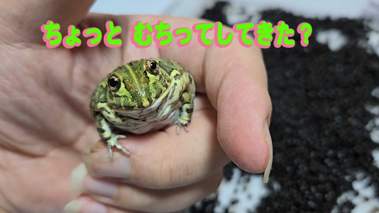意思表示が強いよっちゃんのご飯三週目