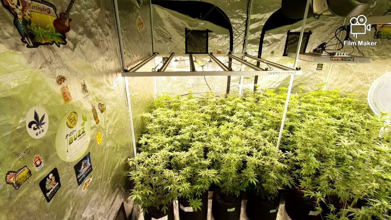 MARS HYDRO 8X8 GROW TENT, FC-E6500, FC4800, TSW2000 AND GREEN BUZZ LIQUIDS