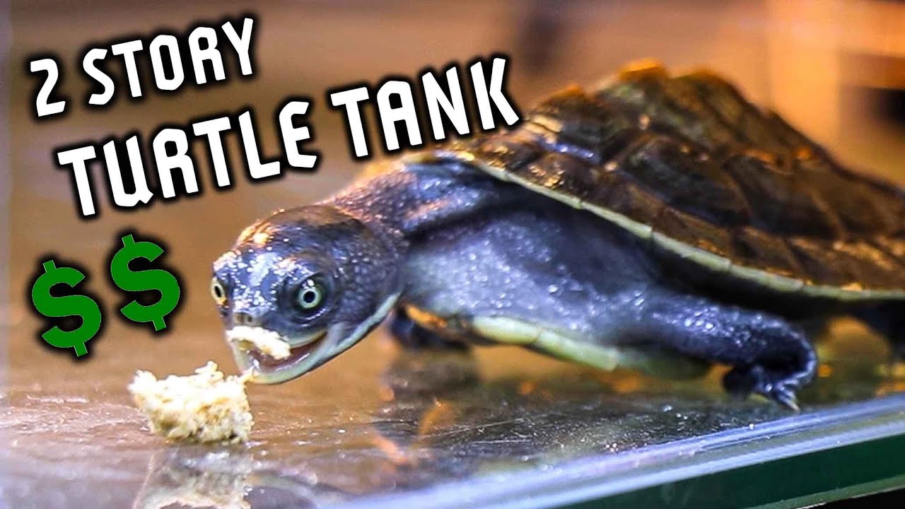 THIS BABY TURTLE TANK HAS 2 STORIES