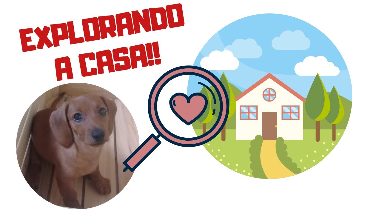 Explorando a casa/Exploring the house - Chl&ouml;e Brasil, a salsichinha #Salsichinha #Dachshund #Teckel