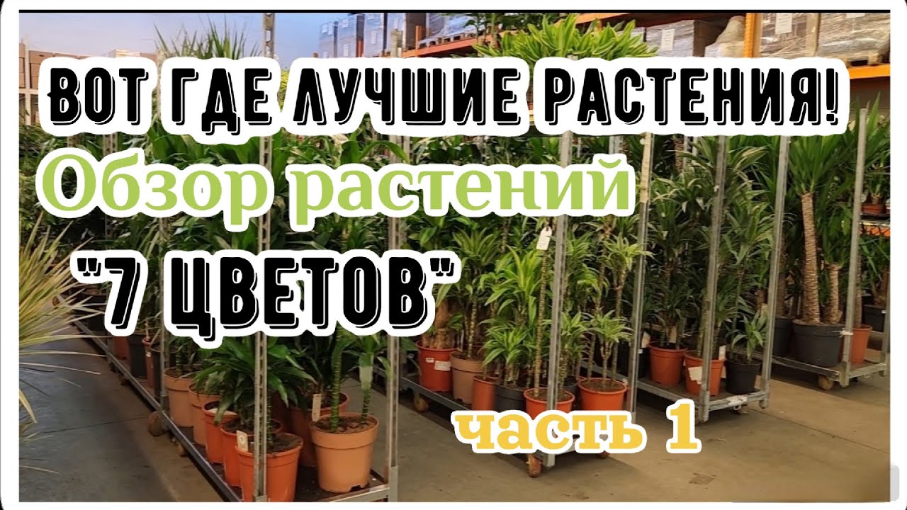 Обзор растений на оптовой базе 7 цветов в Москве. Часть 1. Декоративно-лиственные