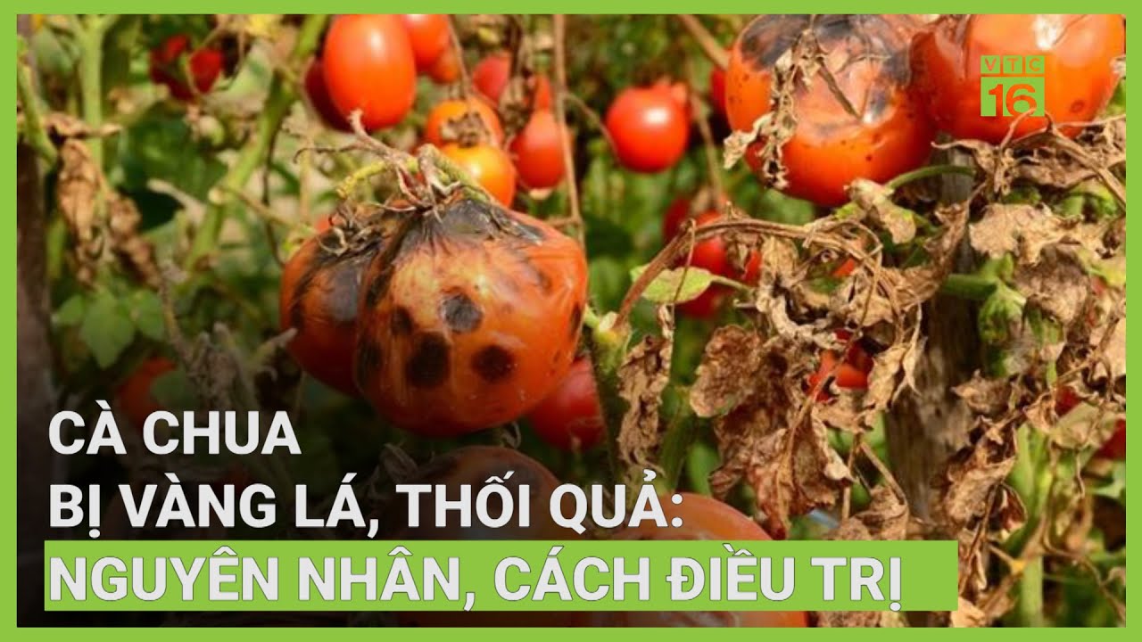 Cà chua bị vàng lá, thối quả: Nguyên nhân, cách điều trị | VTC16