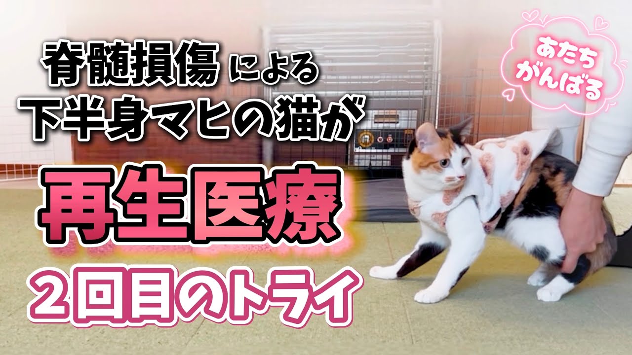 【脊髄損傷】下半身不随のネコが２回目の再生医療に挑戦⌇最先端の治療で奇跡をおこしたい✨ #幹細胞移植 #再生医療  #下半身麻痺猫 #動物再生医療 #下半身不随治療