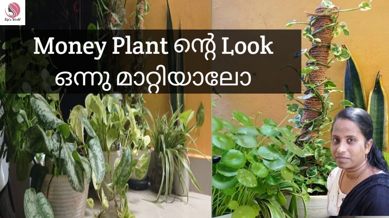 Money plants decoration ideas at home