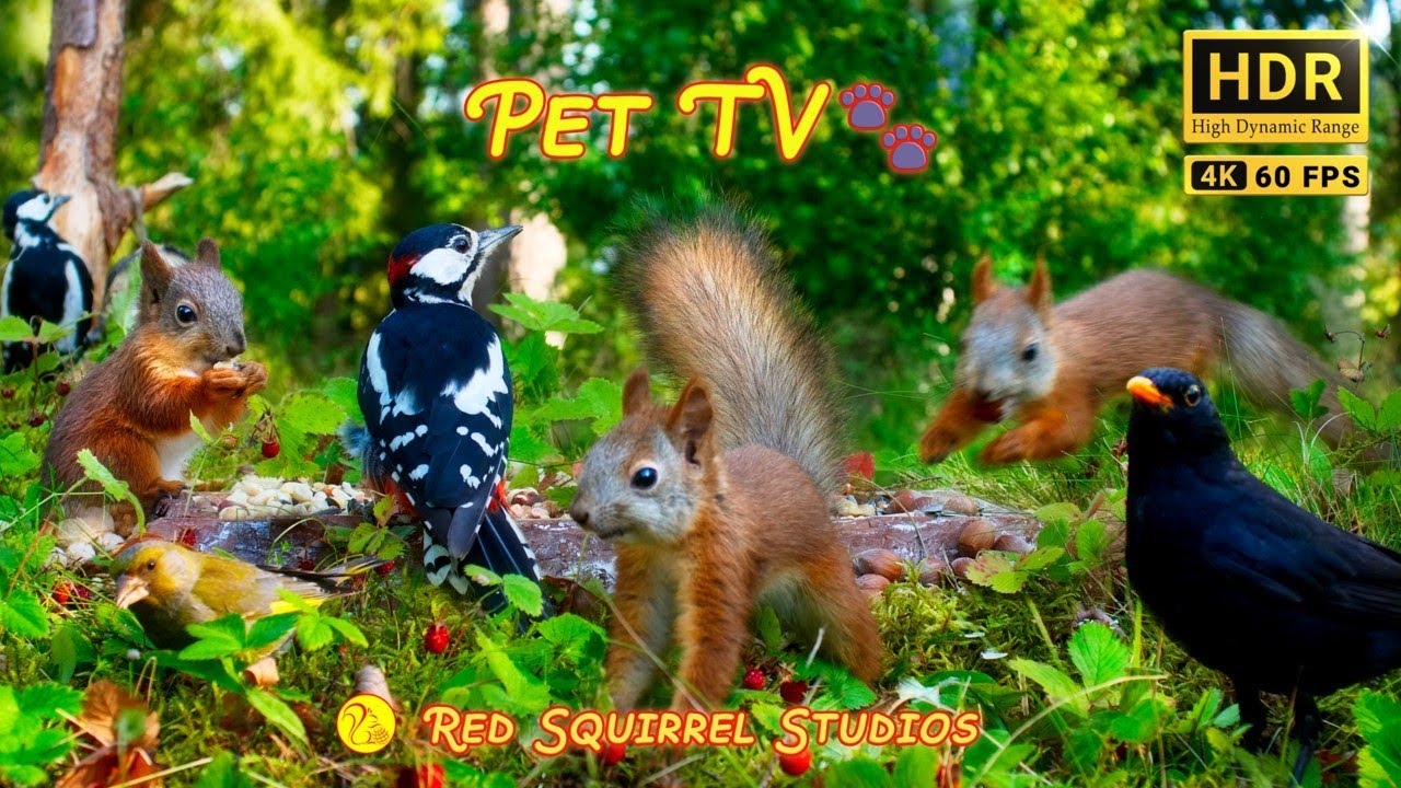 CAT TV NO ADS😻 Adorable Squirrel Babes, Funny Birds and Wild Strawberries 🐿️  No Mid-Roll Ads