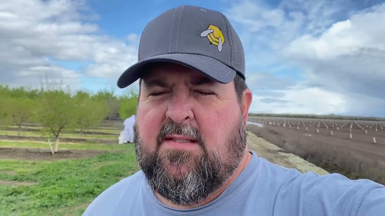 California Bee Treatment After Almond Pollination