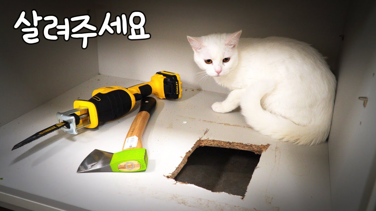 충격실화.. 고양이를 살려주세요 | 고양이산책