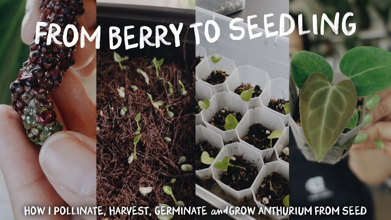 creating a new anthurium hybrid-- documenting growth from pollination to seedling!