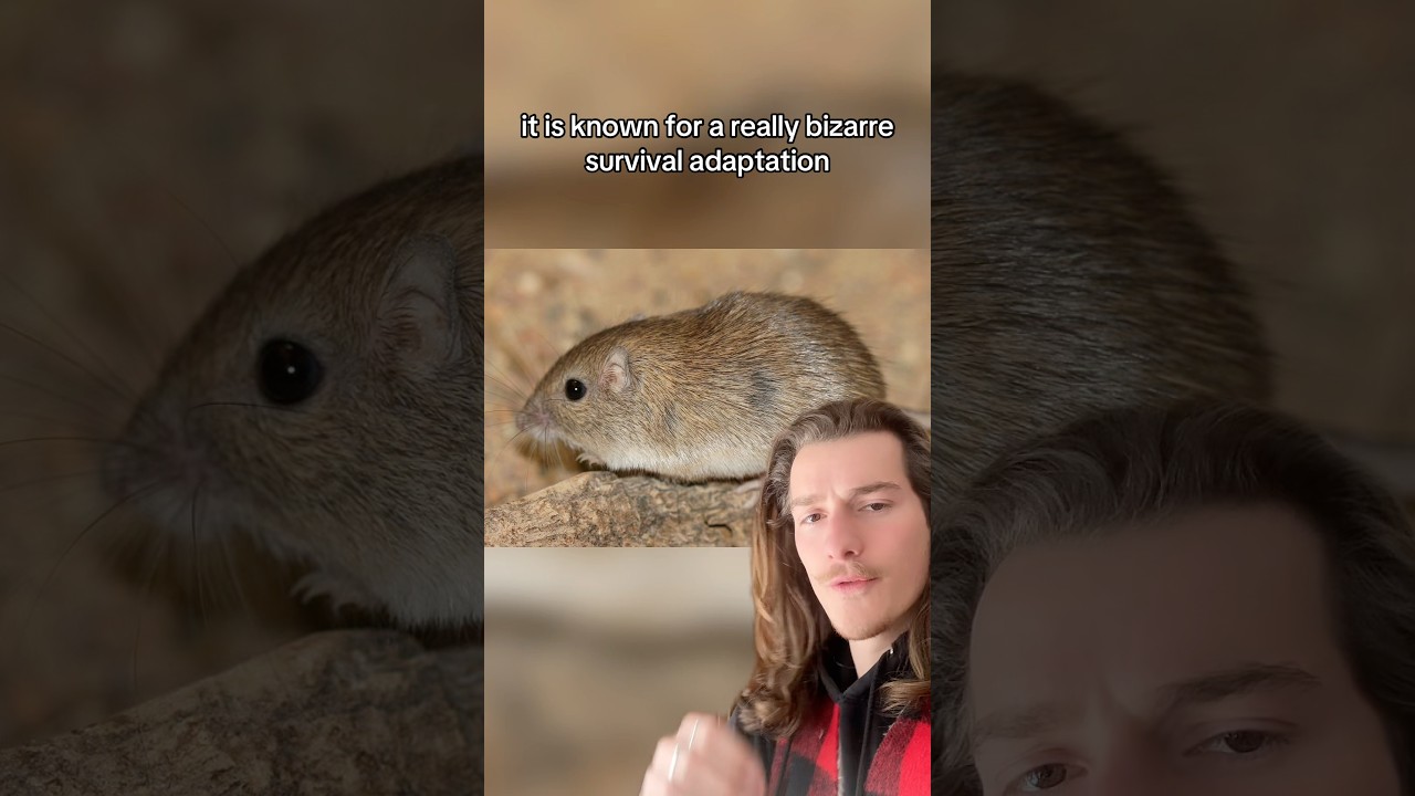 Мышь Rock Pocket Mouse &mdash; это хардкор!